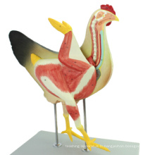 Achetez un poule animal 12009, modèle anatomique de poulet en plastique 8 pièces